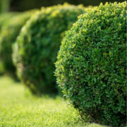 Topiary Hedging