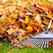 Autumn Leaves Rake